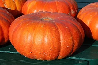pumpkins-432607_640