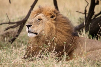 lion